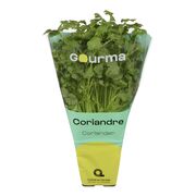 Coriandre en pot