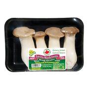 Champignons pleurotes du panicaut