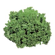 Laitue frisée verte
