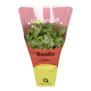 Basilic en pot