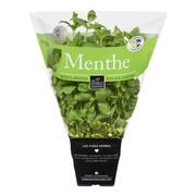 Menthe en pot