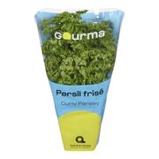 Persil frisé en pot