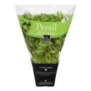Persil plat italien en pot