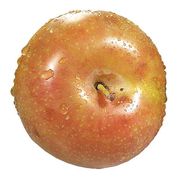 Pluot