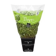 Thym en pot