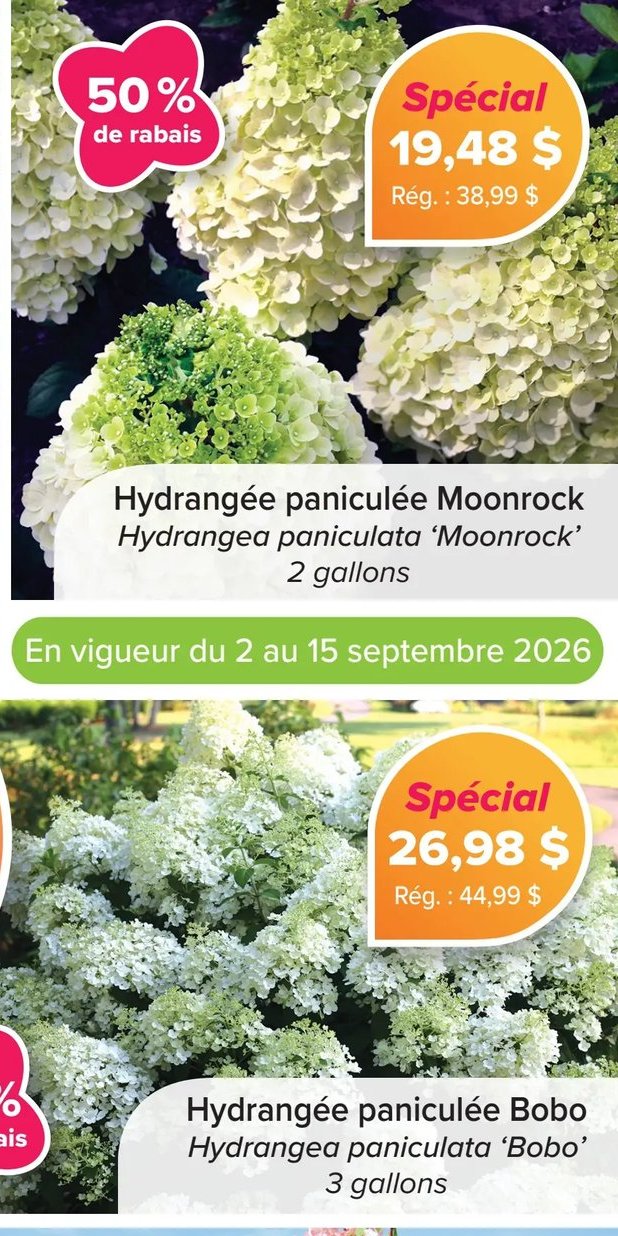 Hydrangée paniculée Moonrock