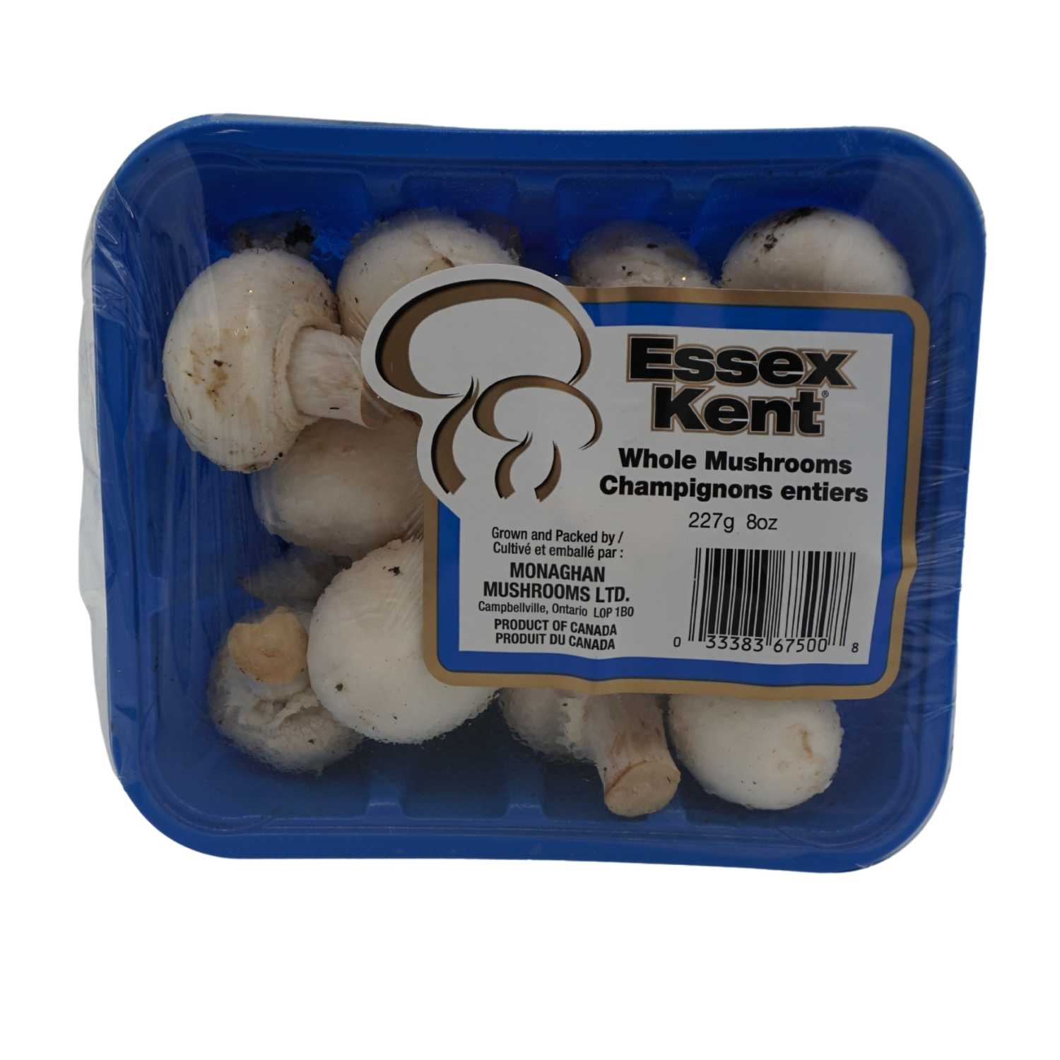 CHAMPIGNON BLANC