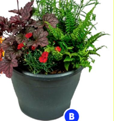RONA Fall perennial