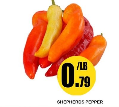 SHEPHERDS PEPPER
