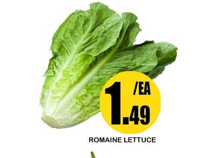 ROMAINE LETTUCE