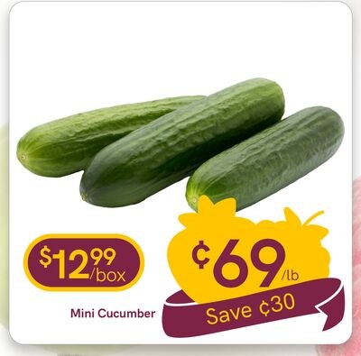 Mini Cucumber