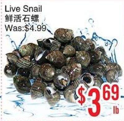 Live Snail