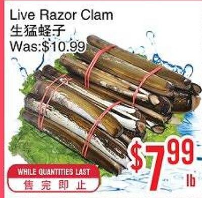Live Razor Clam
