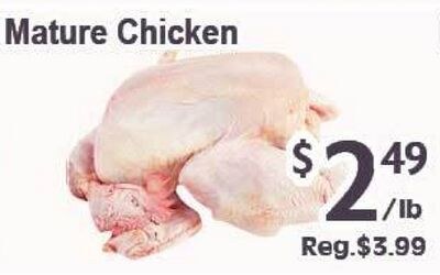 Mature Chicken