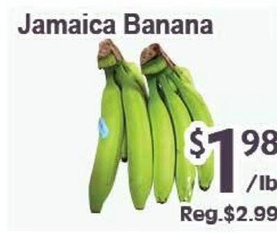 Jamaica Banana