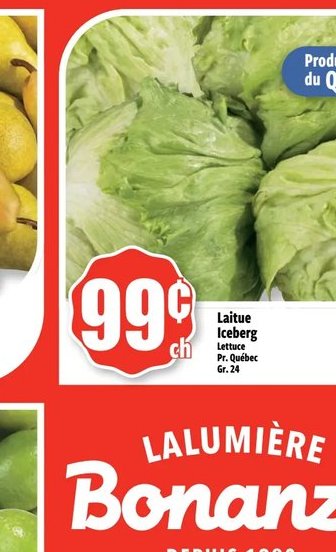 Laitue Iceberg