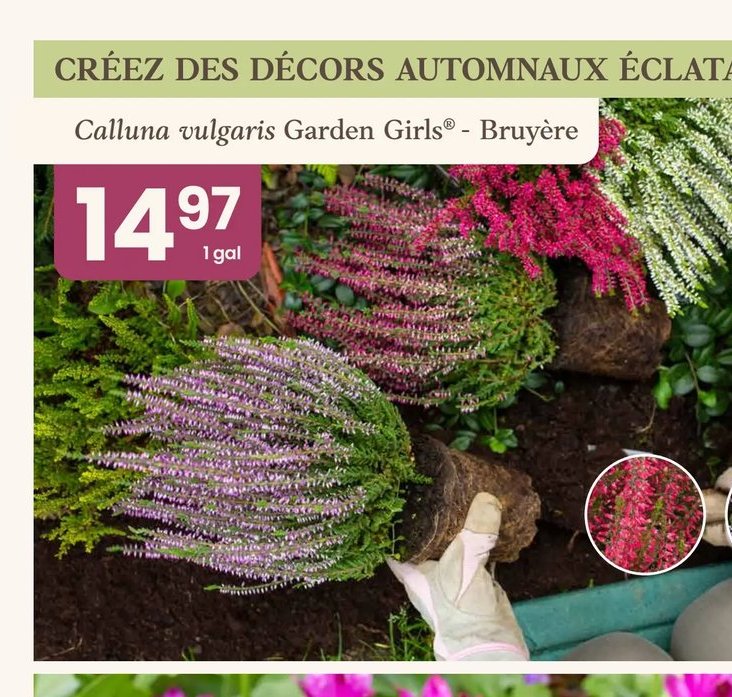 Calluna vulgaris Garden Girls® - Bruyère