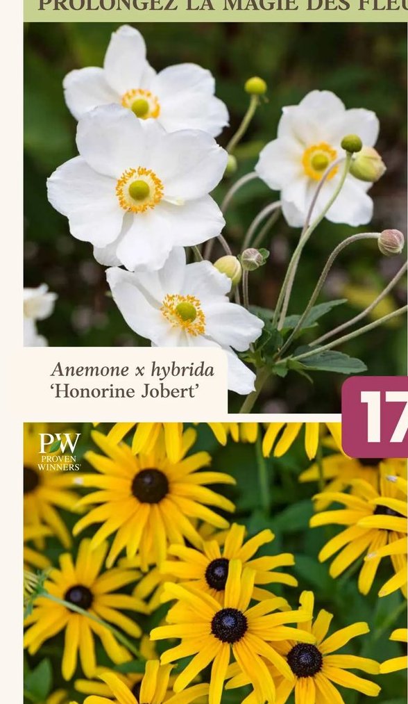 Anemone x hybrida 'Honorine Jobert'