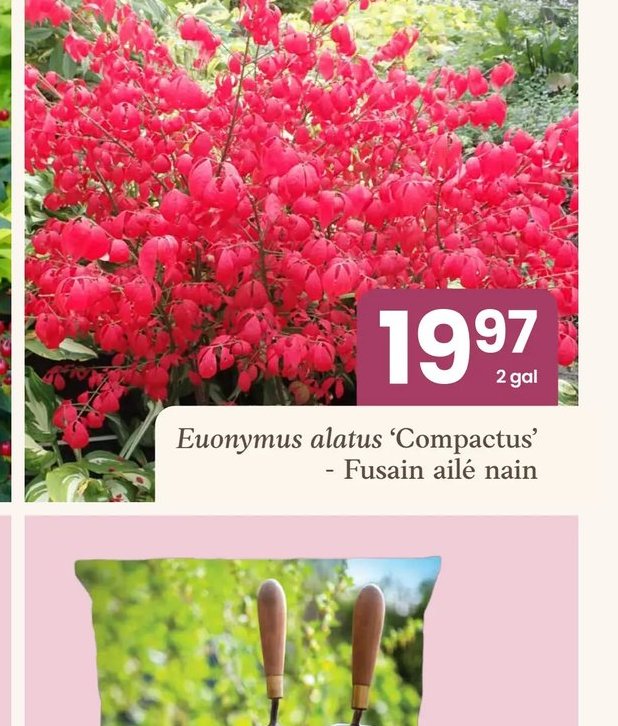 Euonymus alatus 'Compactus' - Fusain ailé nain