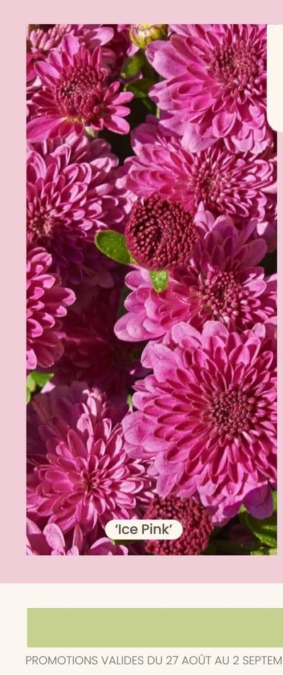Chrysanthemum Igloo 'Ice Pink'