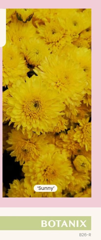 Chrysanthemum Igloo 'Sunny'