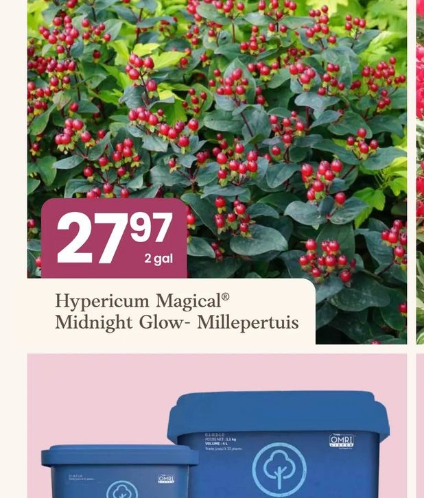 Hypericum Magical® Midnight Glow - Millepertuis