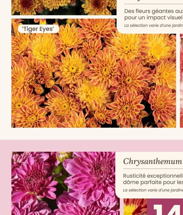 Chrysanthemum 'Tiger Eyes'
