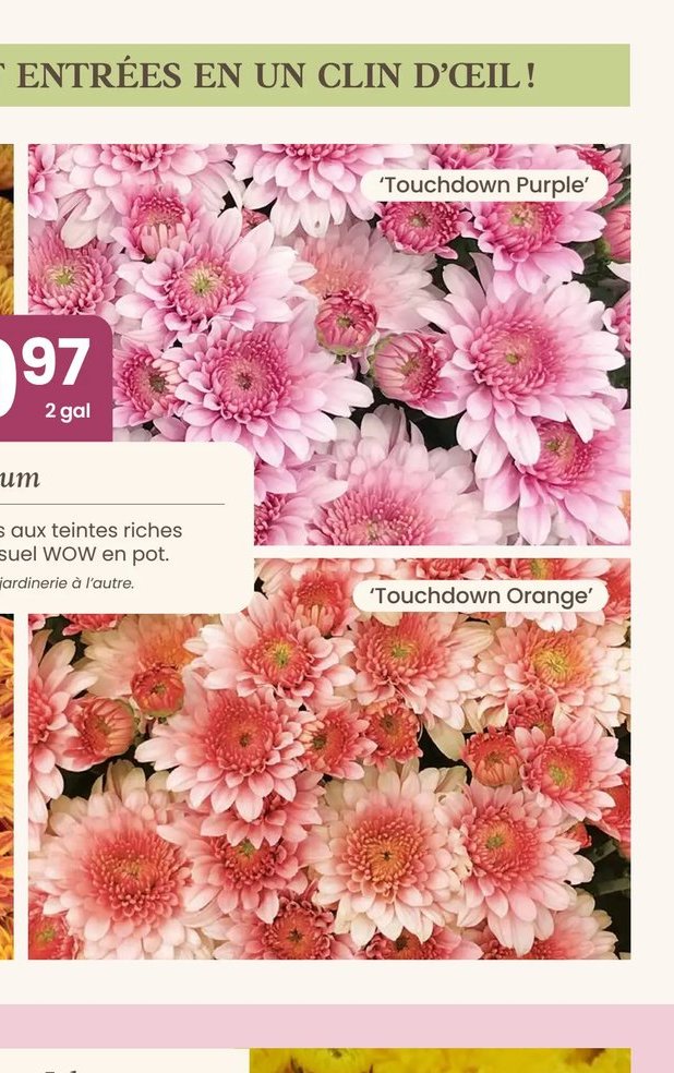 Chrysanthemum 'Touchdown Purple'