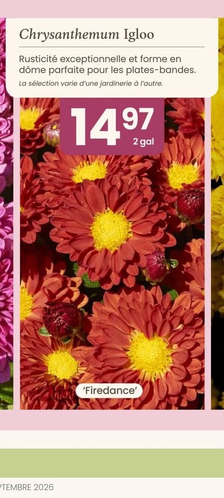 Chrysanthemum Igloo 'Firedance'