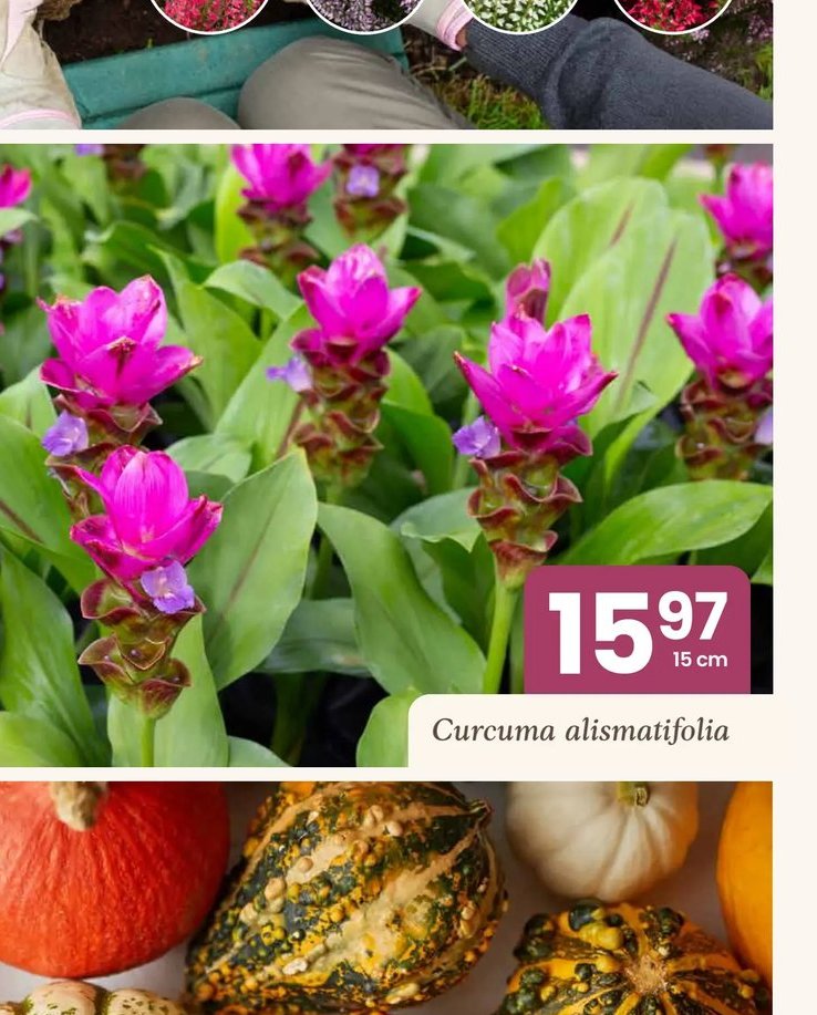 Curcuma alismatifolia