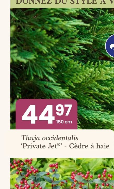 Thuja occidentalis 'Private Jet' - Cèdre à haie