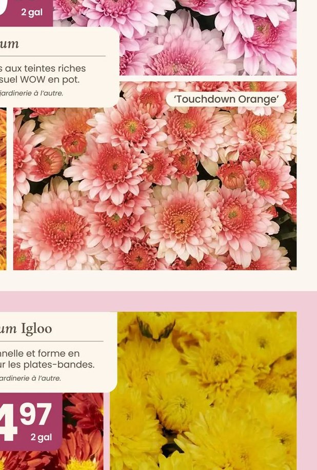 Chrysanthemum 'Touchdown Orange'