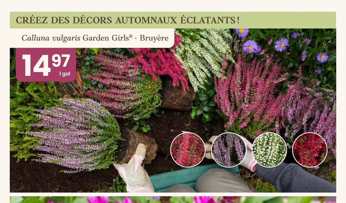 Calluna vulgaris Garden Girls® - Bruyère