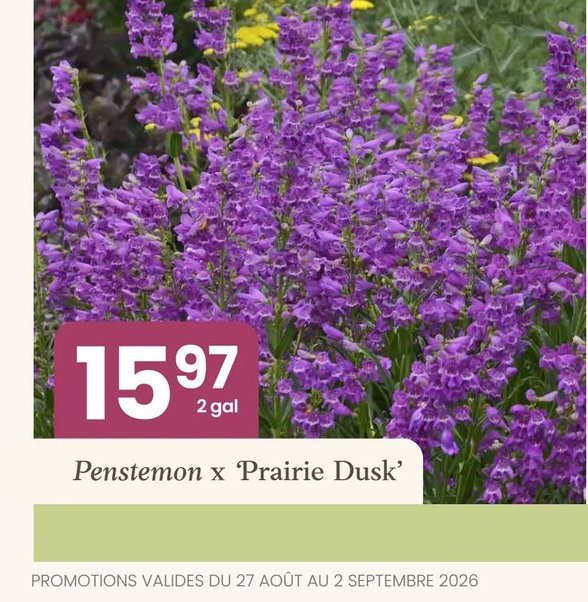 Penstemon x 'Prairie Dusk'