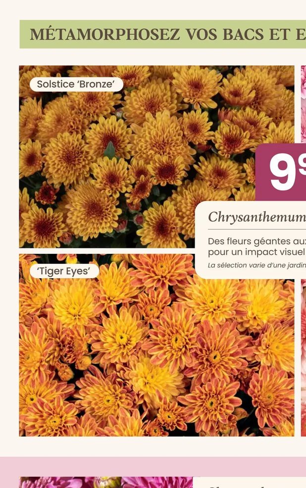 Chrysanthemum 'Solstice Bronze'