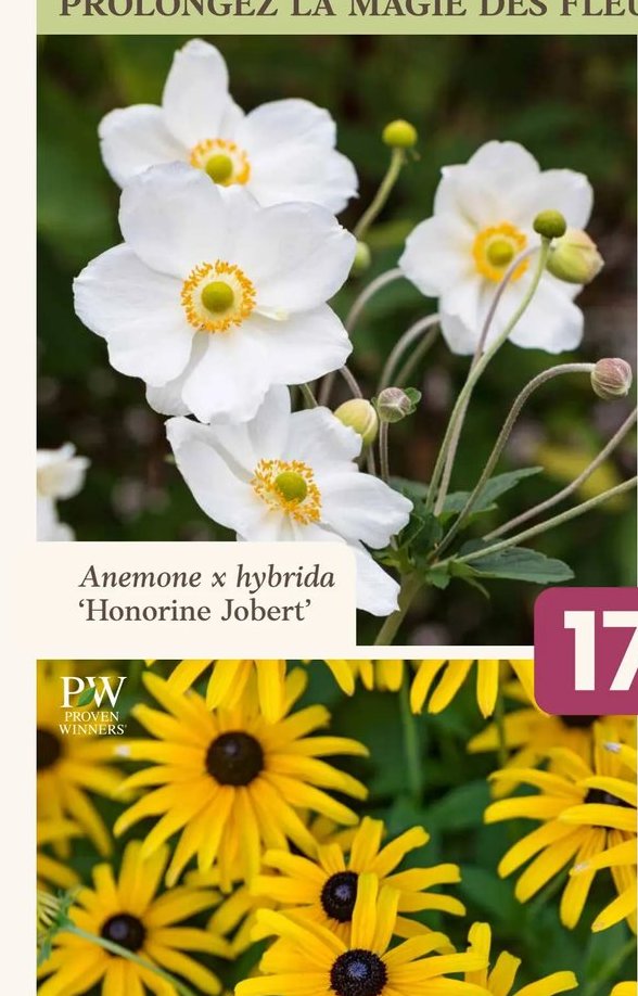 Anemone x hybrida 'Honorine Jobert'
