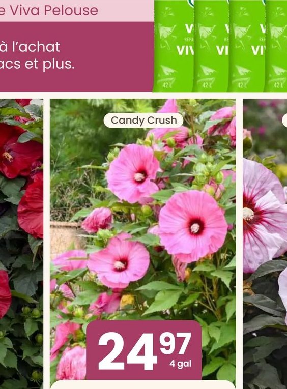 Sélection d'Hibiscus Summerific® Candy Crush