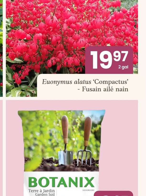 Euonymus alatus 'Compactus' - Fusain ailé nain