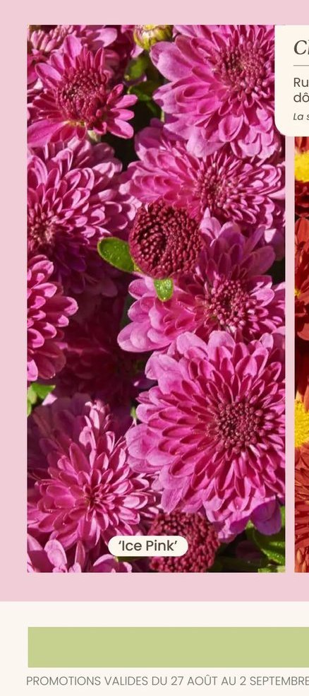 Chrysanthemum Igloo 'Ice Pink'