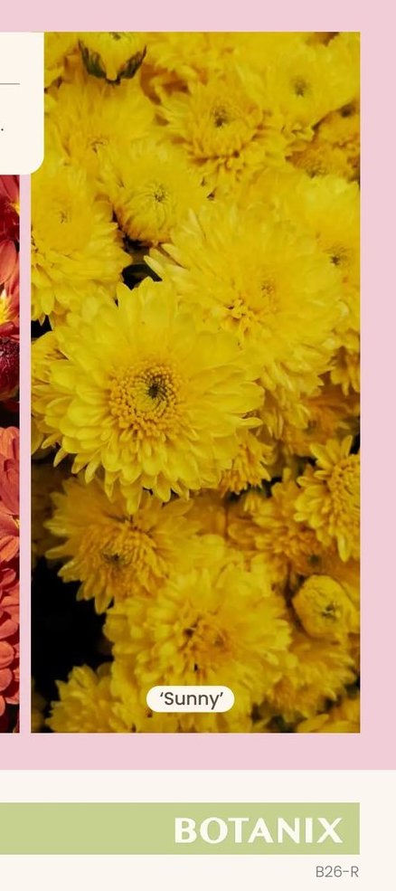 Chrysanthemum Igloo 'Sunny'