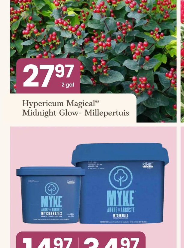 Hypericum Magical® Midnight Glow - Millepertuis