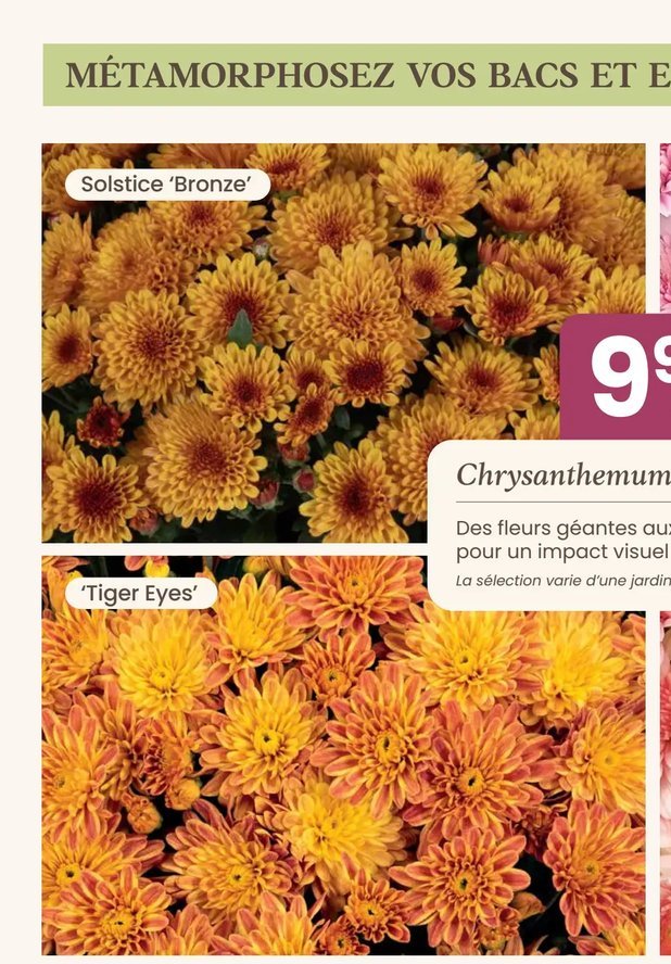 Chrysanthemum Solstice 'Bronze'
