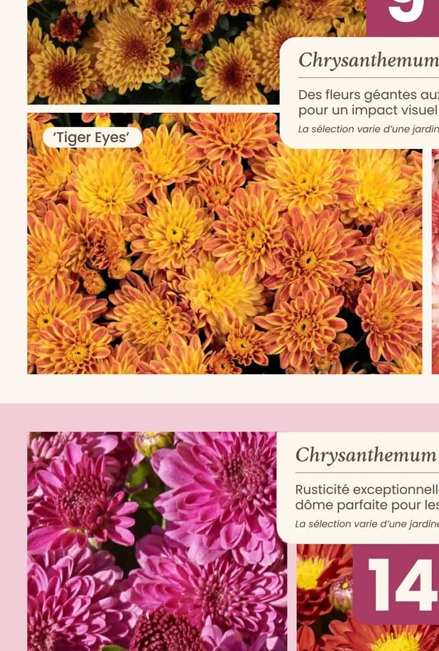 Chrysanthemum 'Tiger Eyes'
