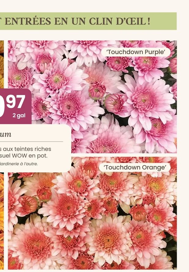 Chrysanthemum 'Touchdown Purple'