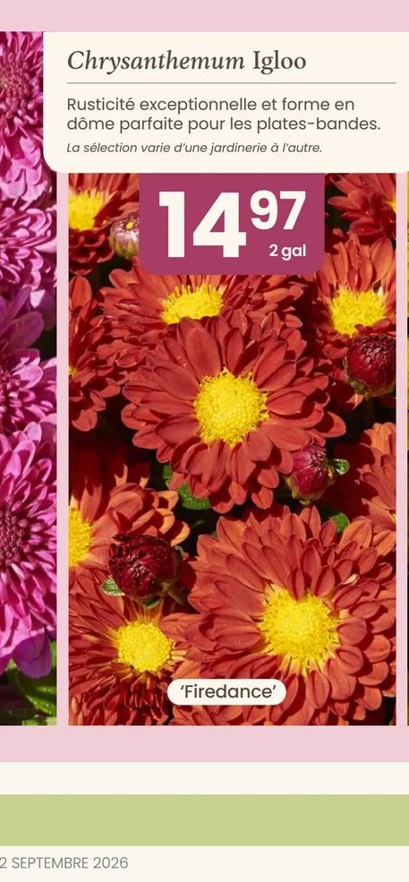 Chrysanthemum Igloo 'Firedance'