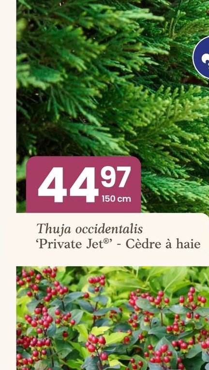 Thuja occidentalis 'Private Jet' - Cèdre à haie