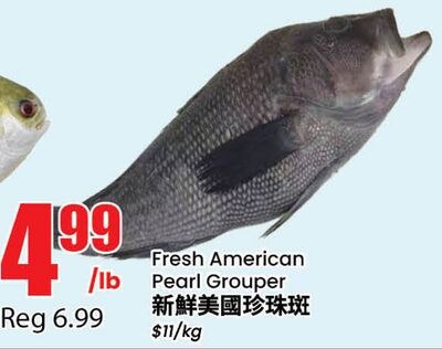 Fresh American Pearl Grouper