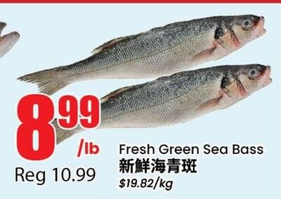 Fresh Green Sea Bass