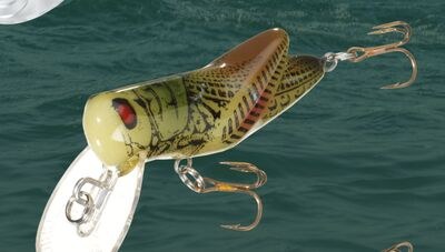 Rebel Crickhopper