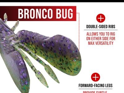 Bronco Bug